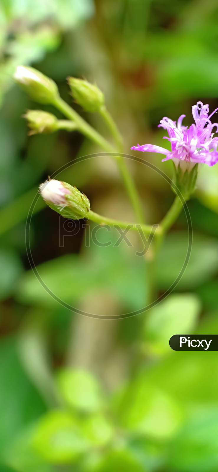 Purple Wild Flower And Macro