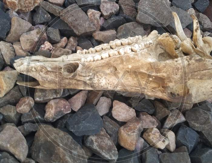 Head Skull Of Indian Animal Found On Railway Track