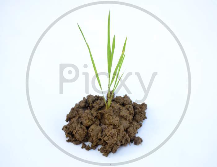 the green paddy plant seedlings isolated on white background.