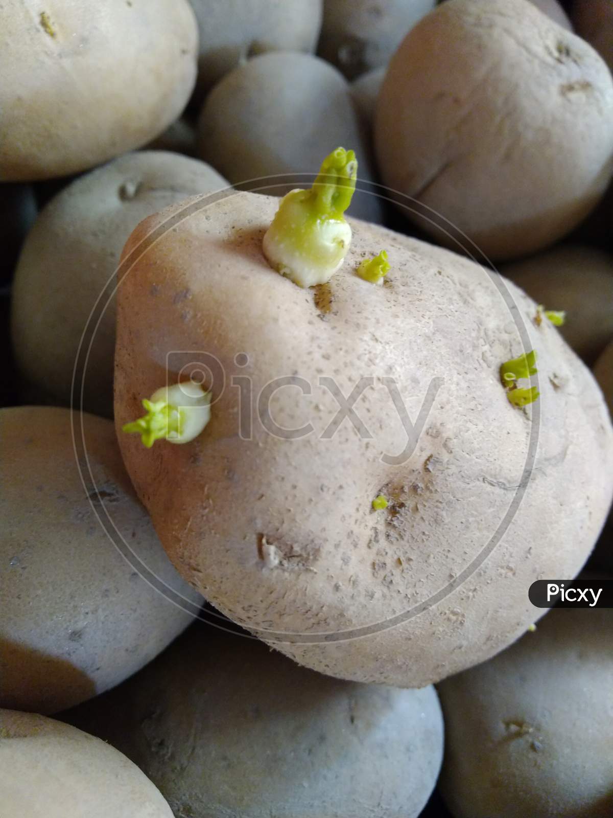 A close up view of fresh potato