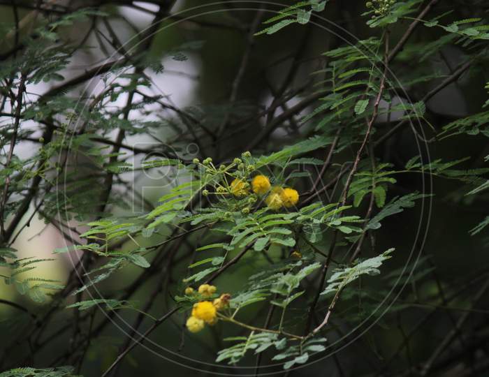Twisted Acacia Plant Branch With Leaves And Flower