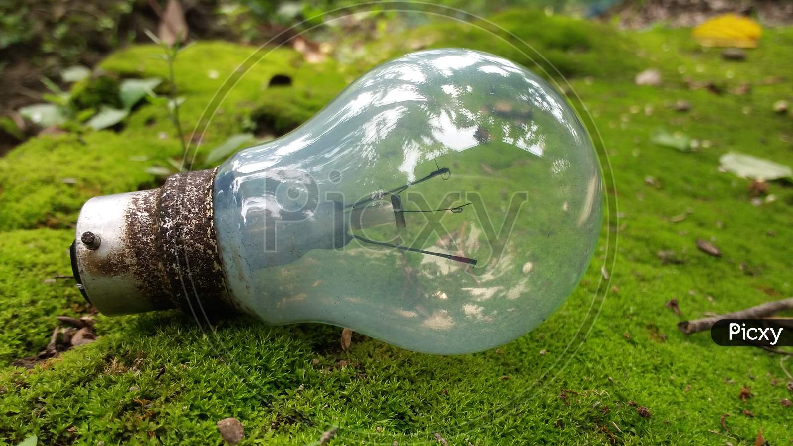 Moss with light bulb