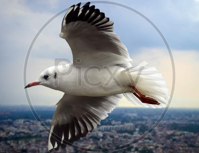 Seagull flying over jaipur city in cloudy weather.