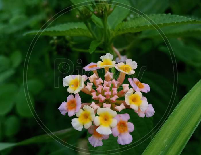 Ghaneri flower