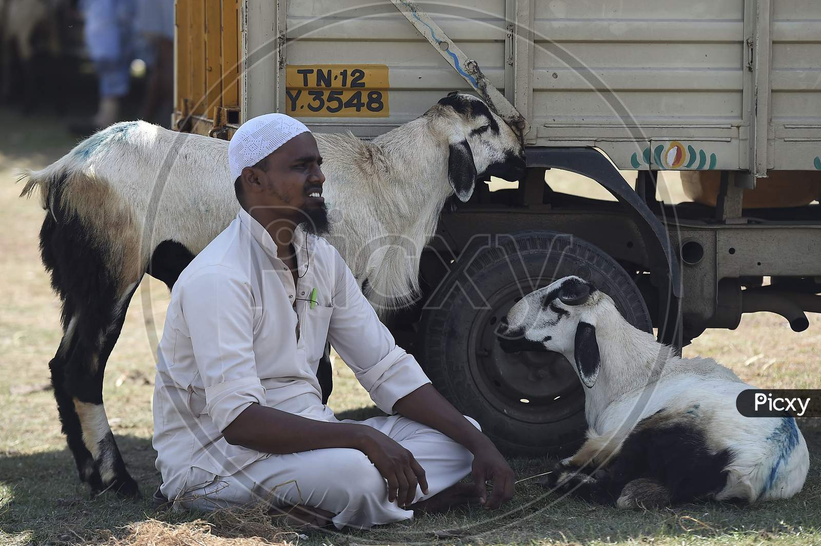 A Buyer Selects His Sacrificial Animal At A Livestock Market Ahead Of Eid Al- Adha, July 31, 2020 In Chennai