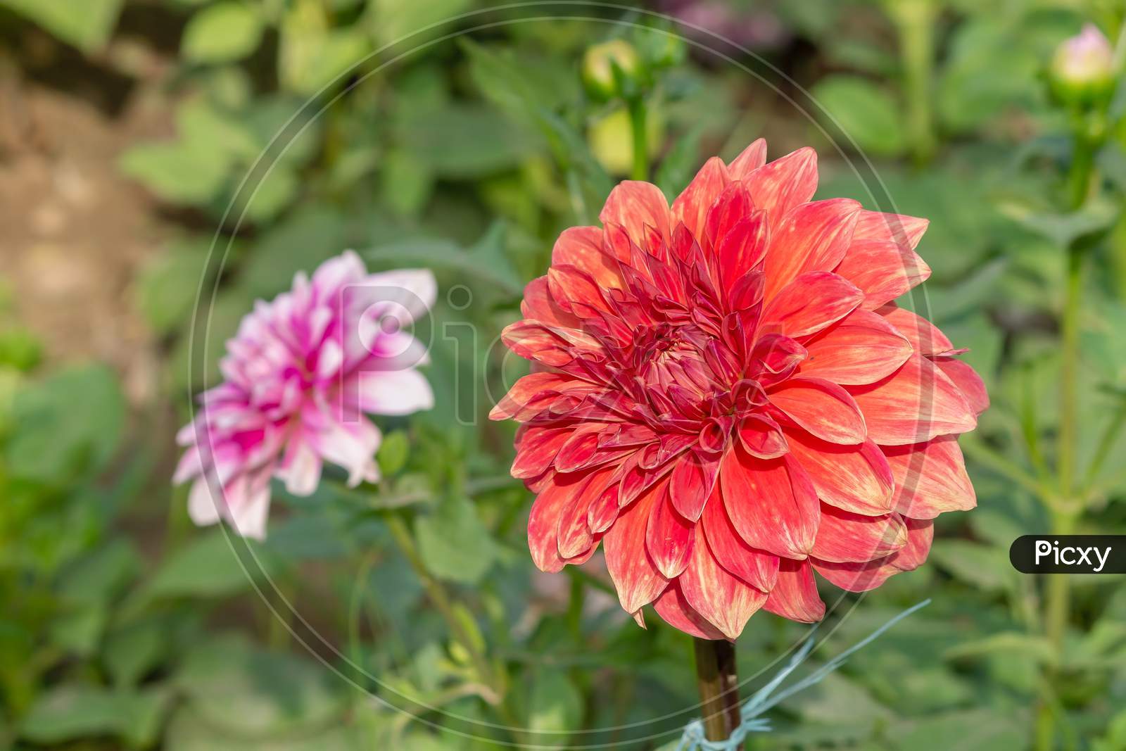 View Of Two Different Color Daisy Flower In The Park In Horizontal Frame