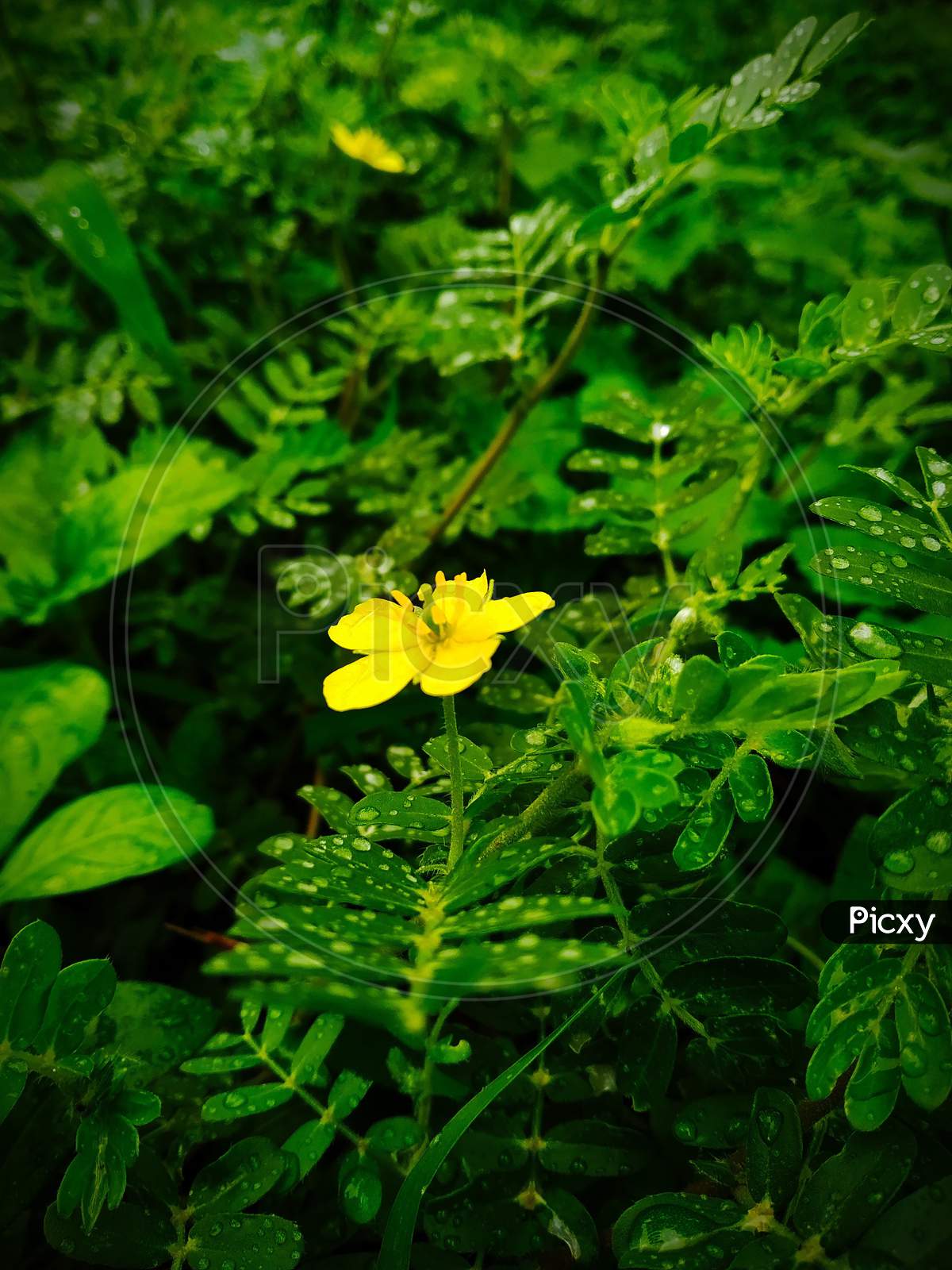 The beautiful yellow flower