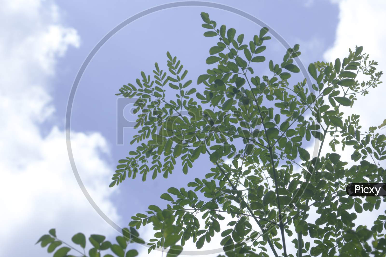 Moringa Leaves And Twigs With Cloudy