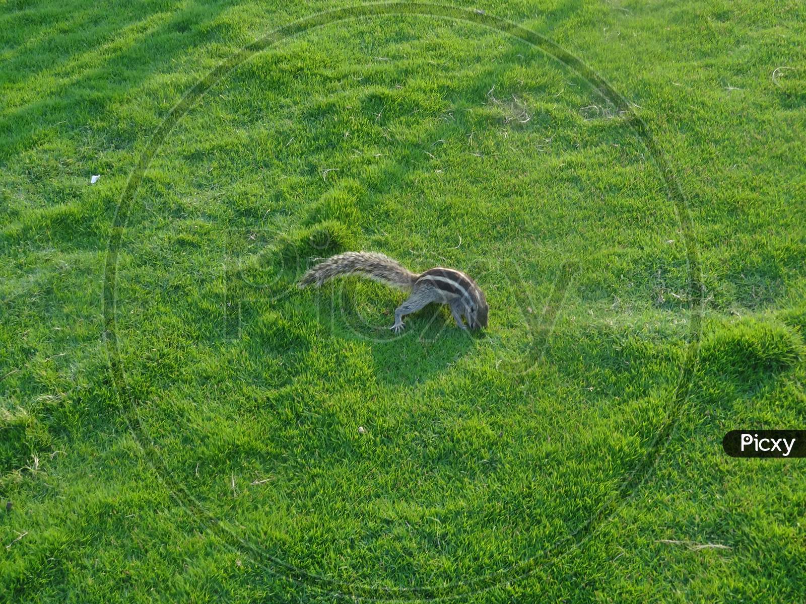 Squirrel in a grassland