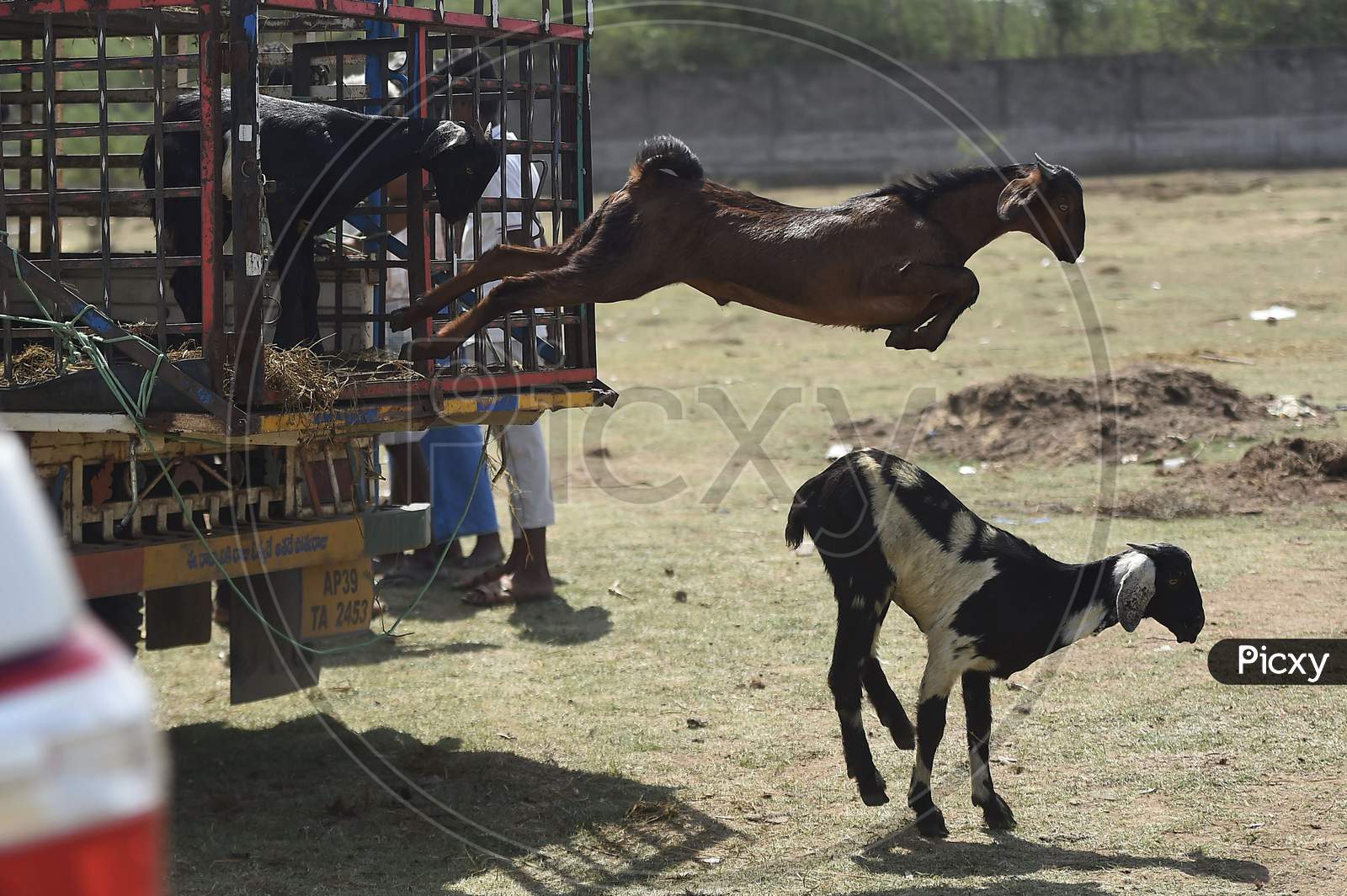A Goat Jumps Out Of The Truck At A Livestock Market Ahead Of Eid Al- Adha, July 31, 2020 In Chennai