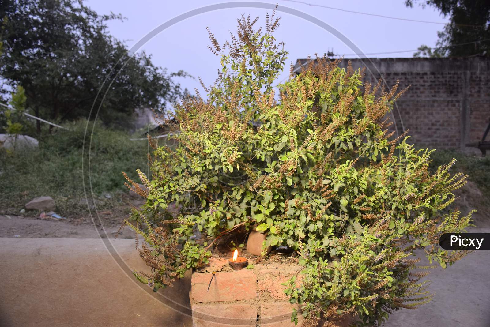 Image of Basil Plant In The Courtyard Of A Rural House Evening