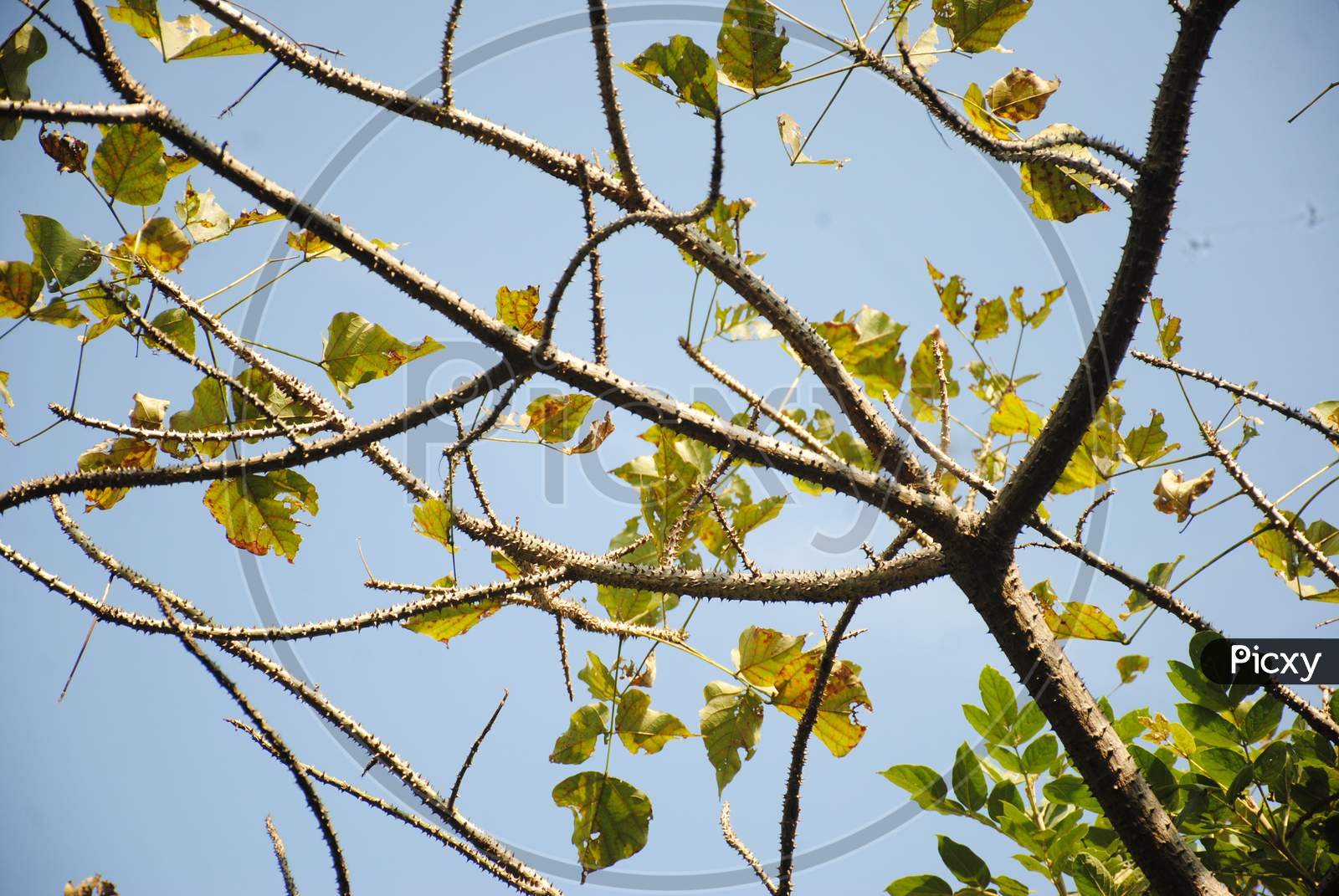 Branches with thorn leaves