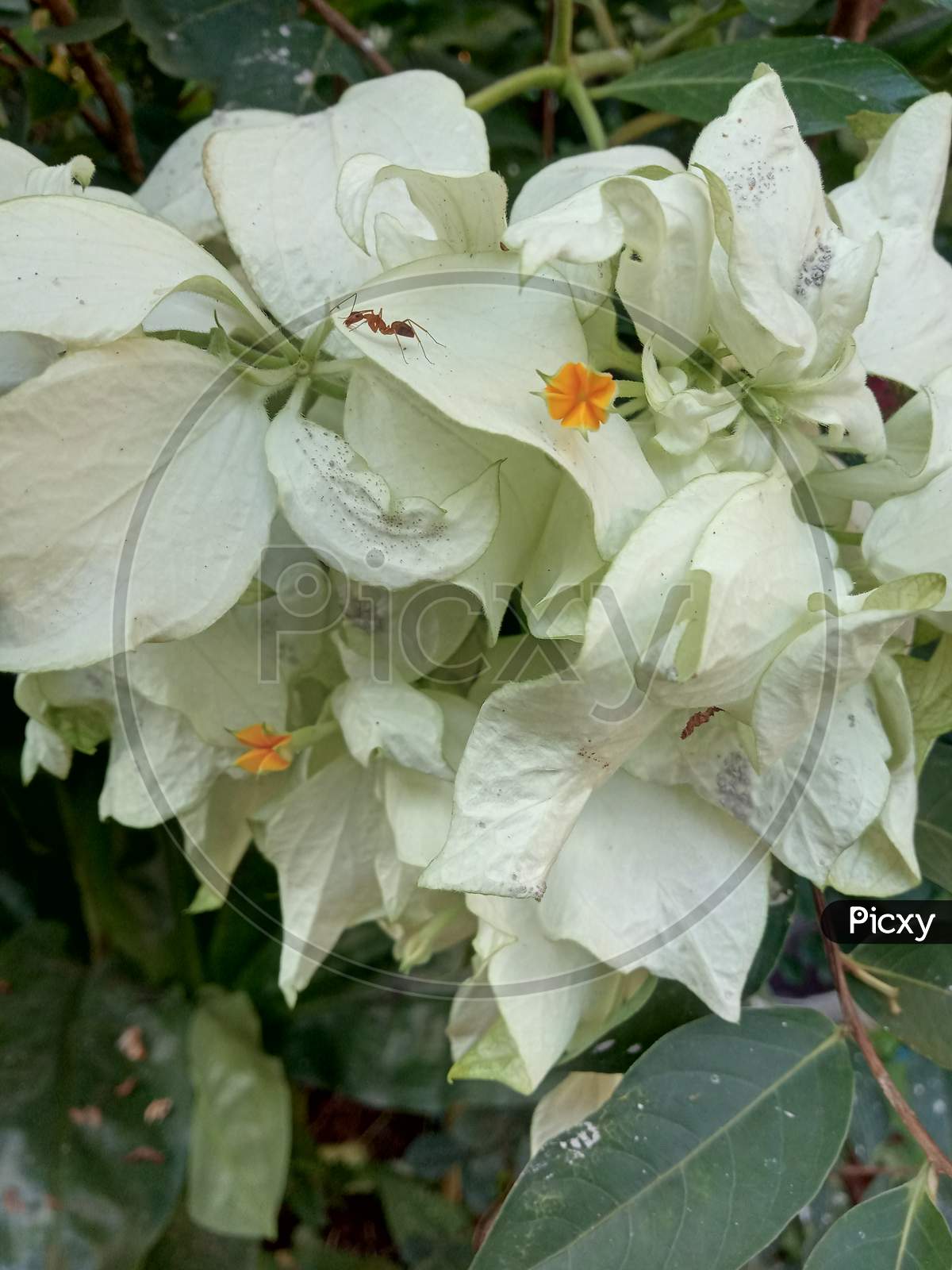 White leaf petals artificial plant