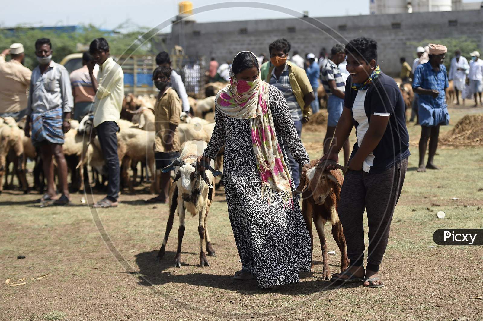 A Buyer Selects His Sacrificial Animal At A Livestock Market Ahead Of Eid Al- Adha, July 3, 2020 in Chennai