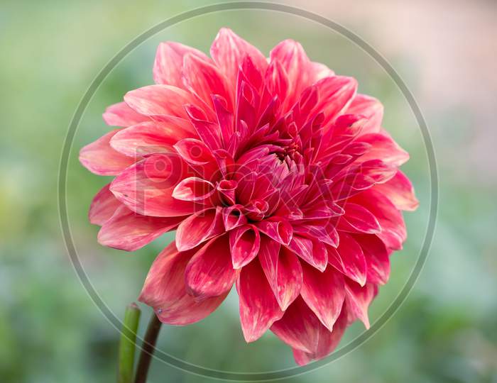 Close Up View Of Red Daisy Flower In The Park Over Green Blur Garden Background In Horizontal Frame