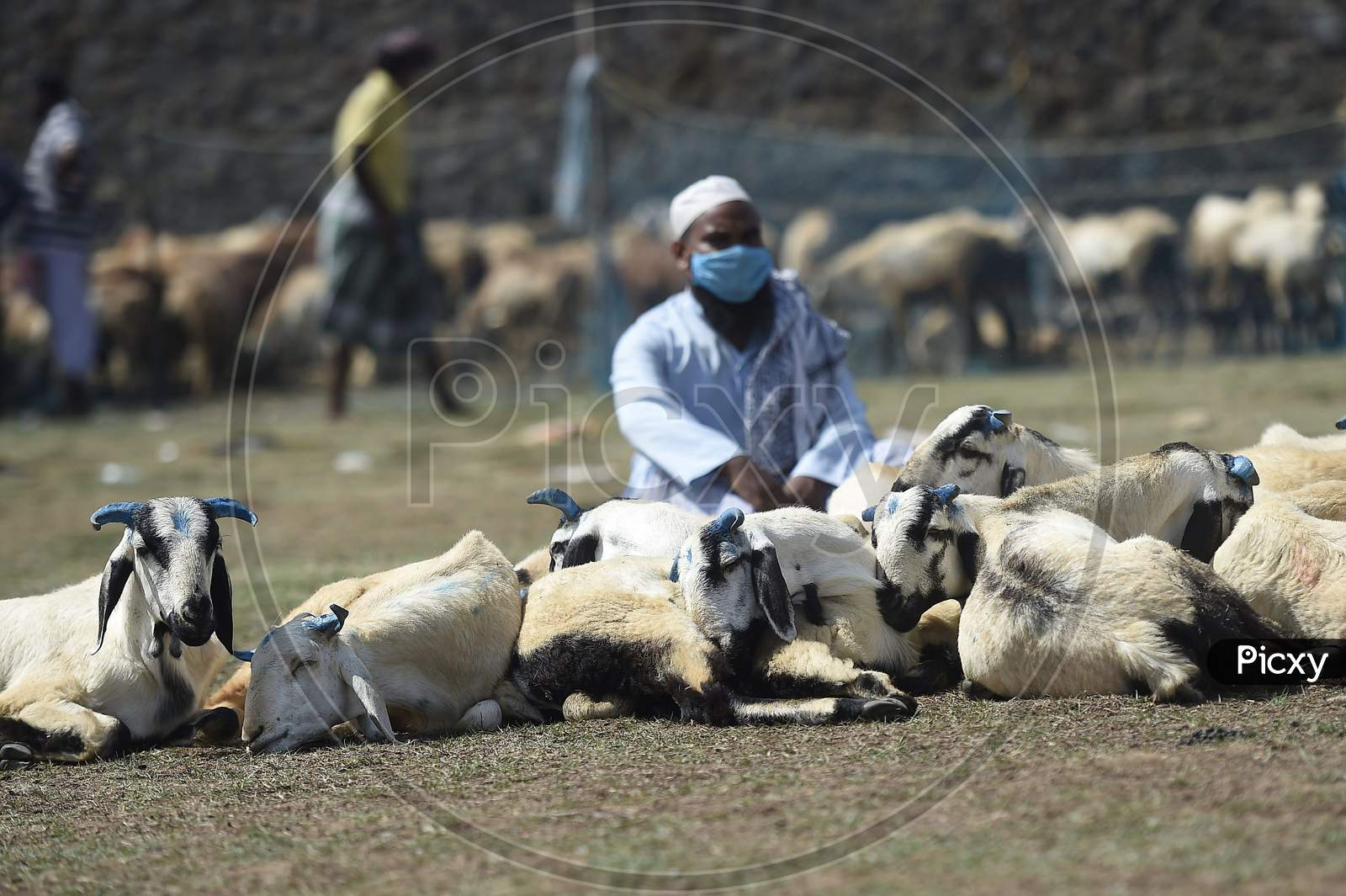 A Buyer Selects His Sacrificial Animal At A Livestock Market Ahead Of Eid Al- Adha, July 31, 2020 In Chennai