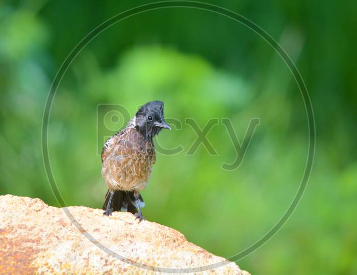 Red-Vented Bulbul Bird Sitting On Rock Alone