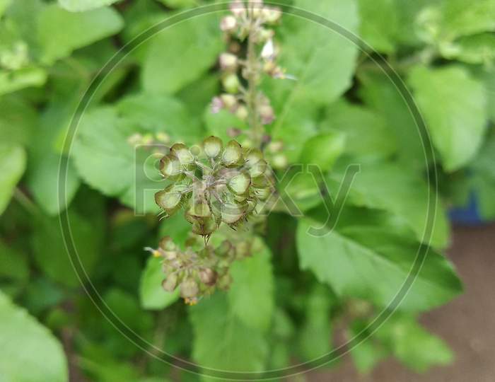 Green leaves and small flowers of Ocimum tenuiflorum or Ocimum sanctum (Holy basil, Thai basil, tulsi) ,Tulsi leaves background.green Tulsi leaf in india.1 Aug 2020