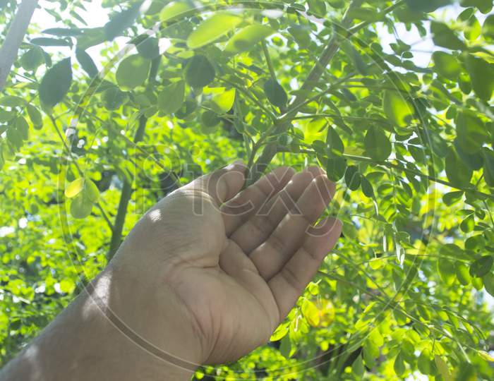 Hand Picking The Superfood Moringa Tree Trunk