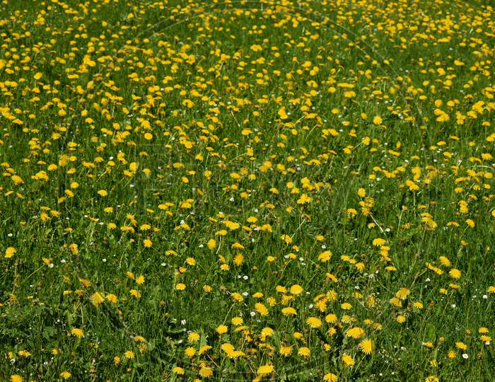 Dandelions in a fresh meadow in Switzerland 7.5.2020