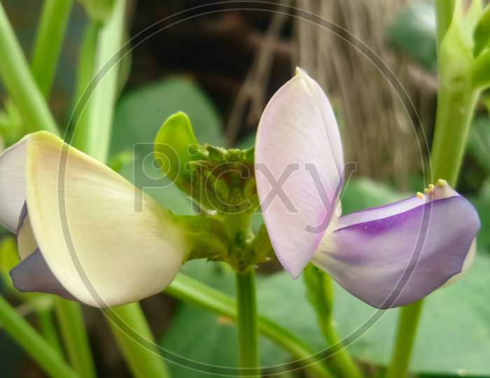 Spring crocus flower in the garden