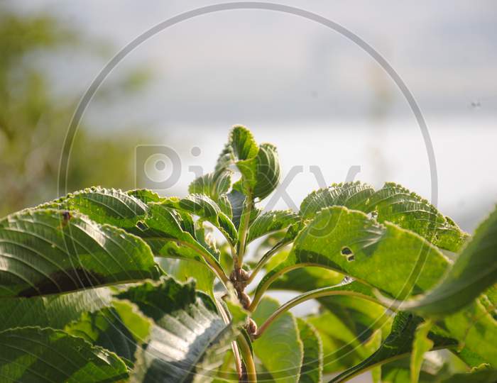 Plant stem macro photography
