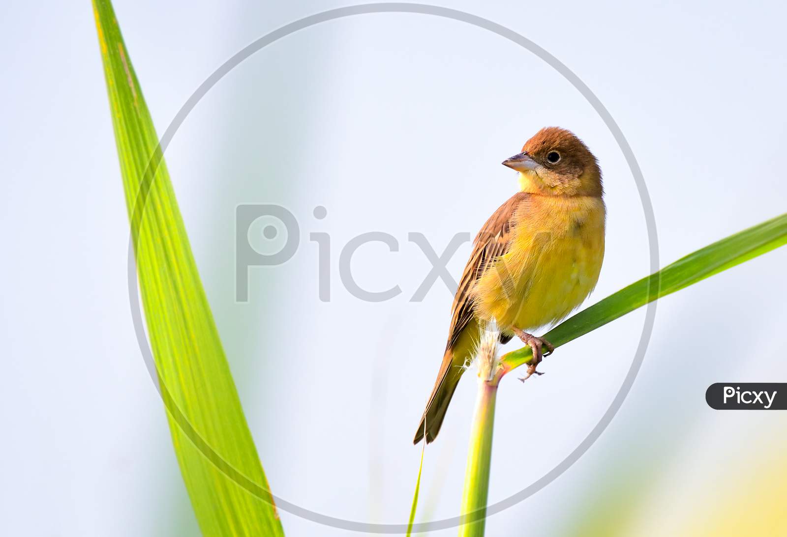 Red-Headed Bunting Perched On Reed