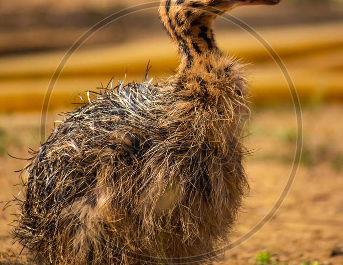 Baby Ostrich portrait .Solo baby ostrich stand on forest .World larges bird ostrich .Baby ostrich portrait close up