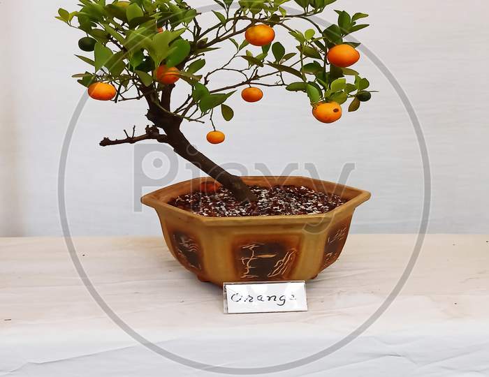 Bonsai tree of orange fruit