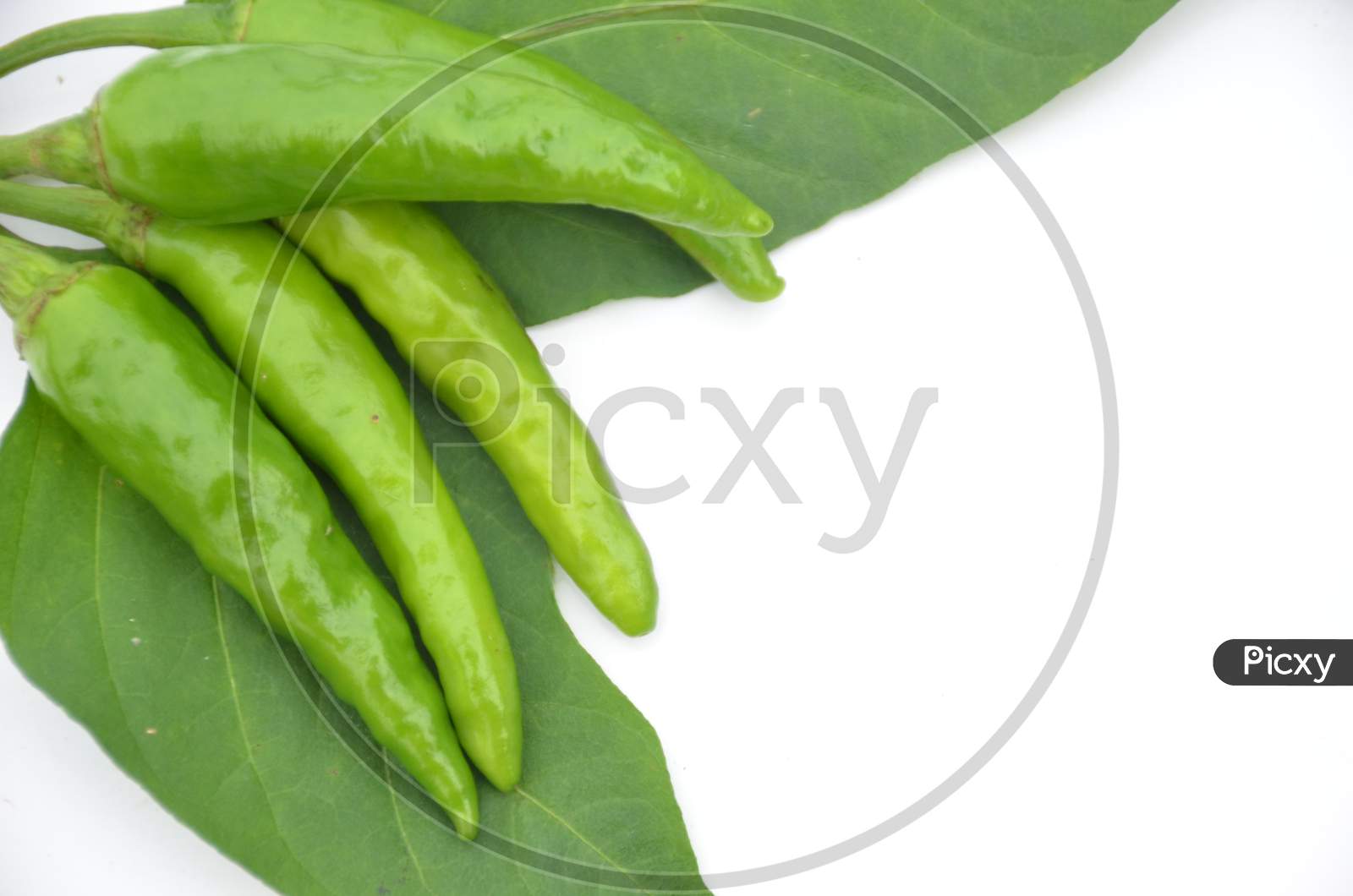Bunch The Ripe Green Chilly With Leaves Isolated On White Background