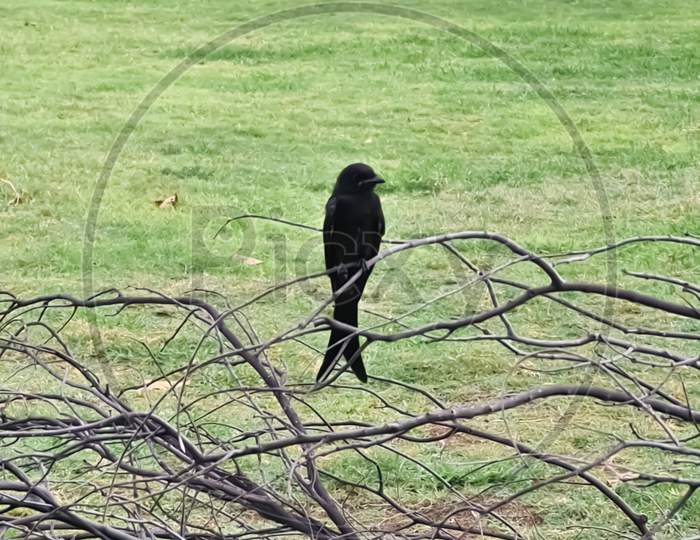 A black bird