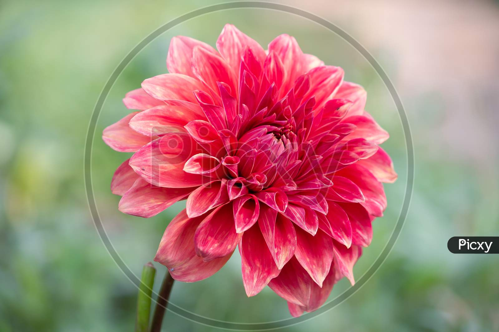 Close Up View Of Red Daisy Flower In The Park Over Green Blur Garden Background In Horizontal Frame