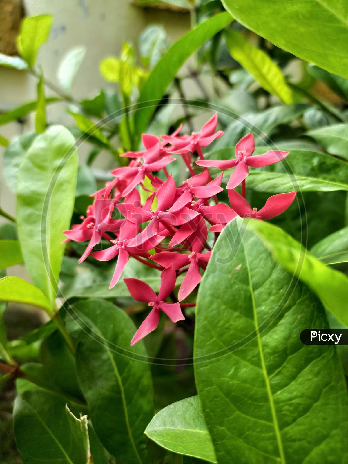 Beautiful Red flowers green leaves, Closeup image Red flower in garden, natural flowers garden most beautiful Red flower and leaf, God created beautiful world.