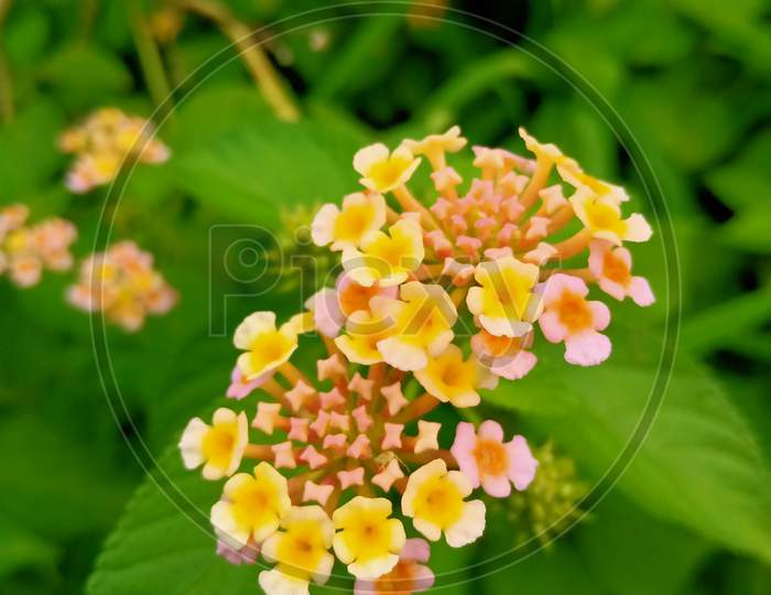 Ghaneri flower