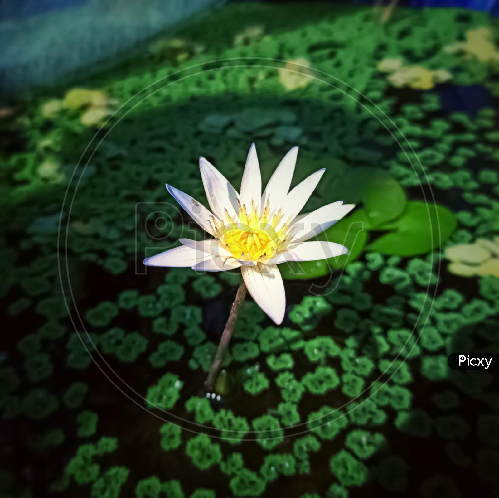 White lotus with green leaves in the pond.
