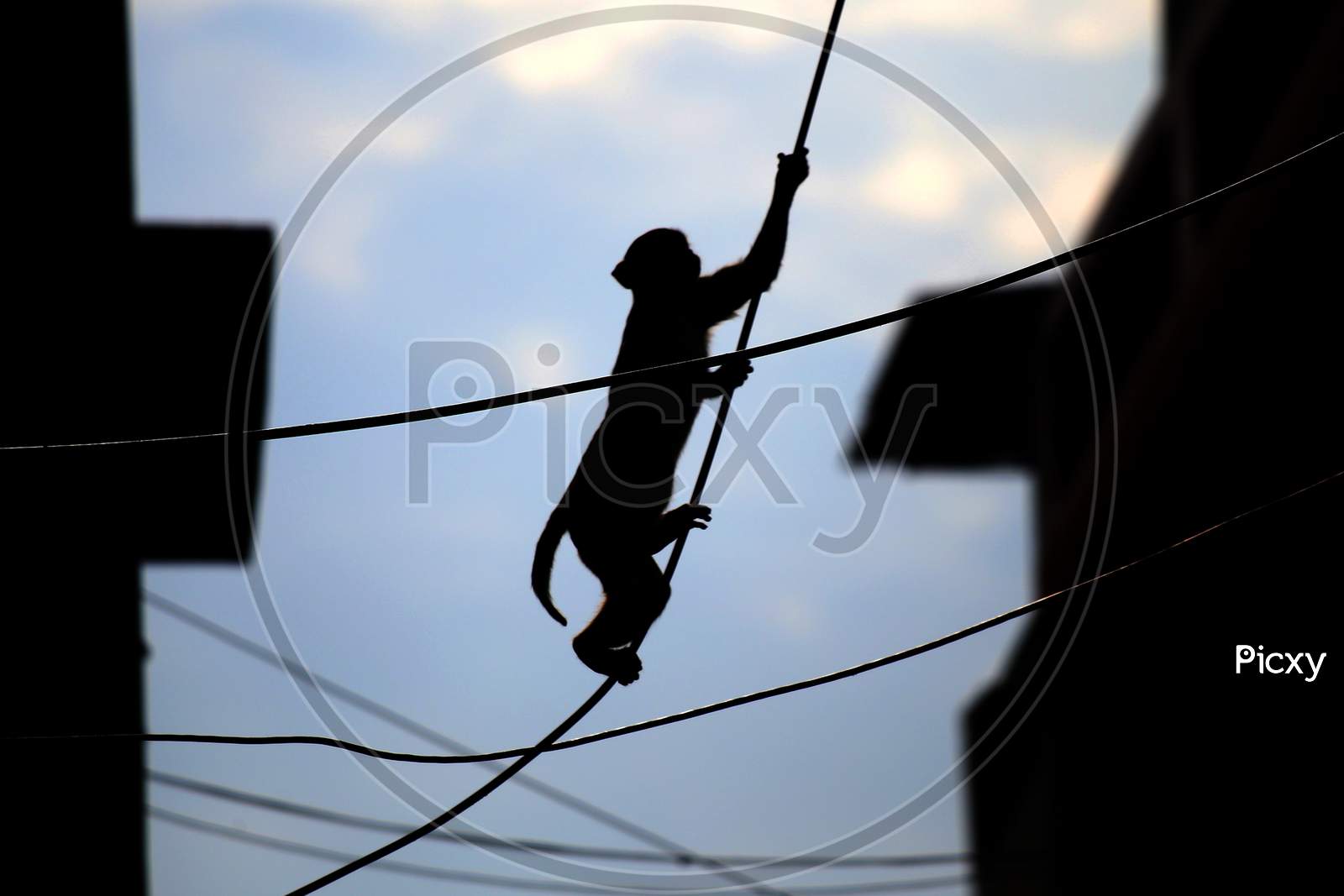 A Monkey Crosses A Street Using Over-Head Power Lines In Ajmer, On August 1, 2020.