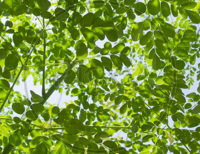 Many Leaves And Branches Of The Moringa Tree