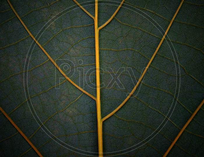 Leaf texture wallpaper