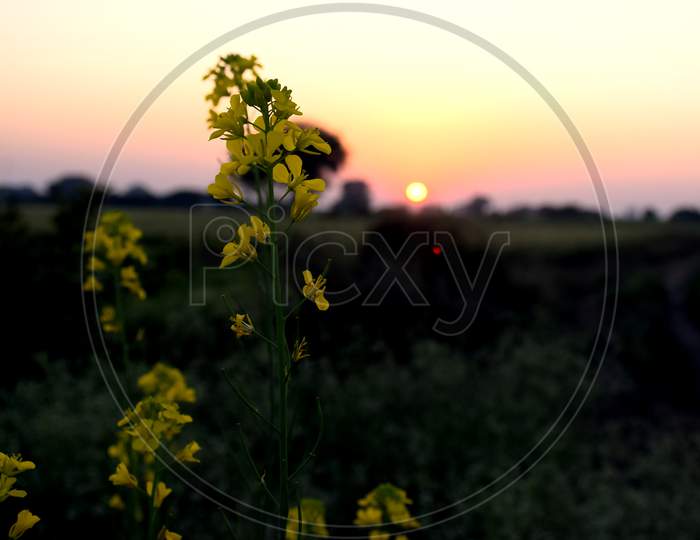 A Mustard Plant Equipped With Rays Of The Sun And Flowers Planted In It, A Beautiful View Of The Sunset In The Fields