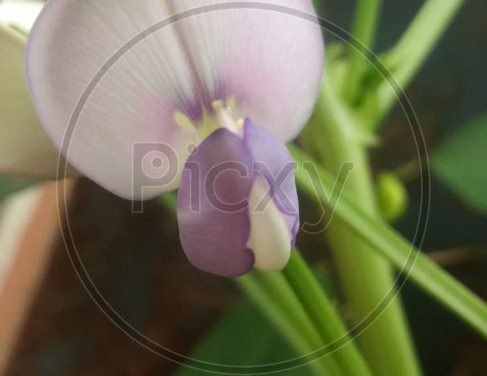 Spring crocus flower
