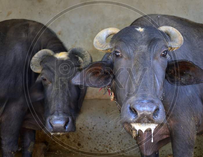 A Regurgitating India Buffalo Having Froth In Mouth