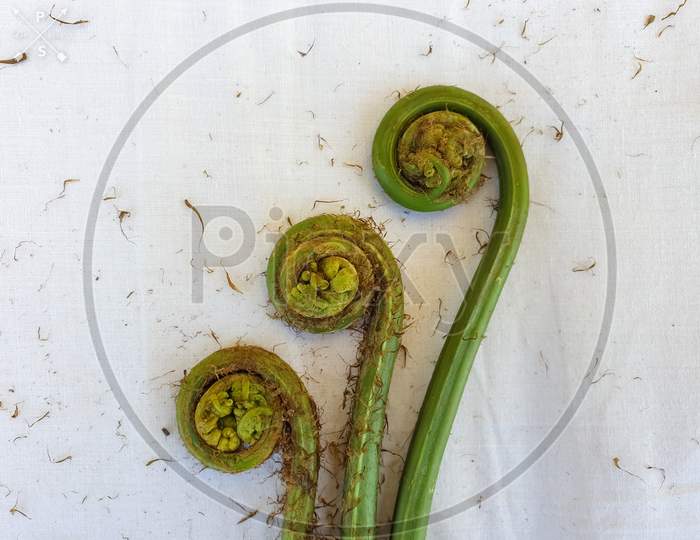 Non-farmed vegetable - Creative studio shot of fiddlehead fern wild vegetables in hilly area with selective focus, selective focus on subject, background