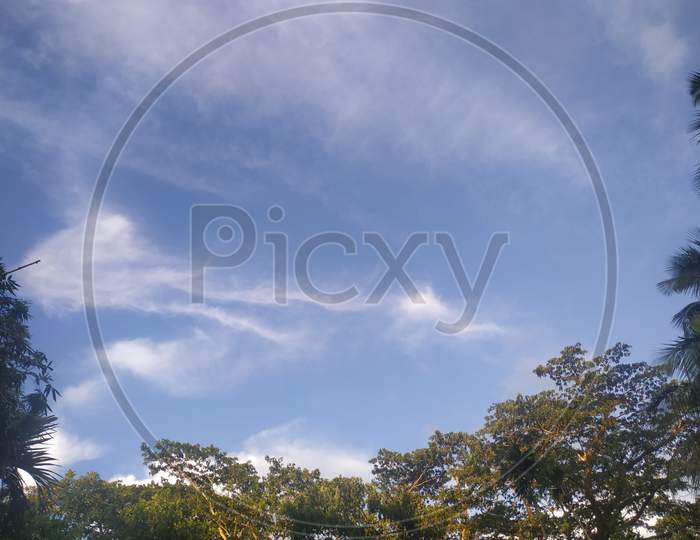 Blue sky and green forest background