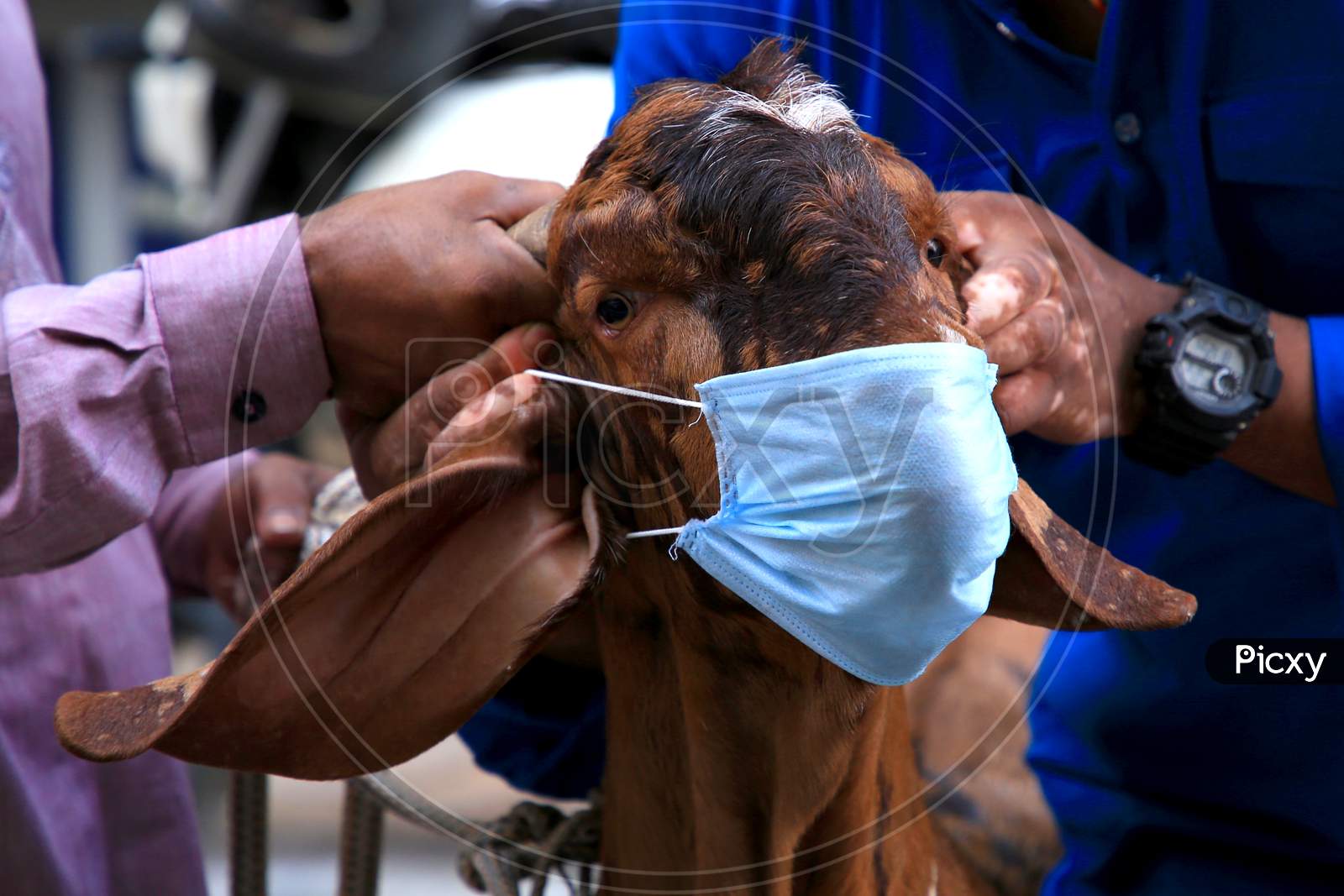 A Man Holds A Face Mask Against The Face Of A Goat During  Eid Al-Adha, The Feast Of Sacrifice Outside The Shrine Of Sufi Saint Khwaja Moinuddin Chishti In Ajmer, On August 1, 2020.