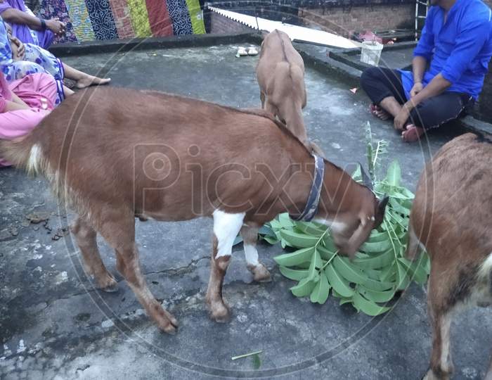 Brown goat eating green leafs