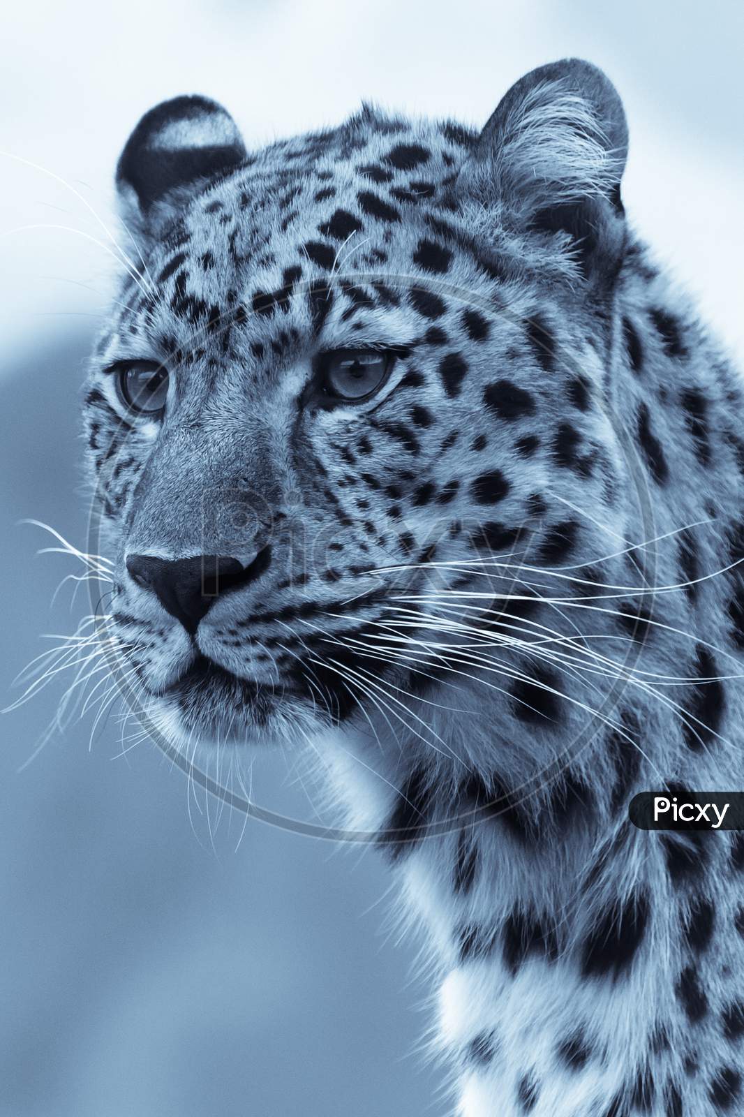 Cheetah black and white portrait