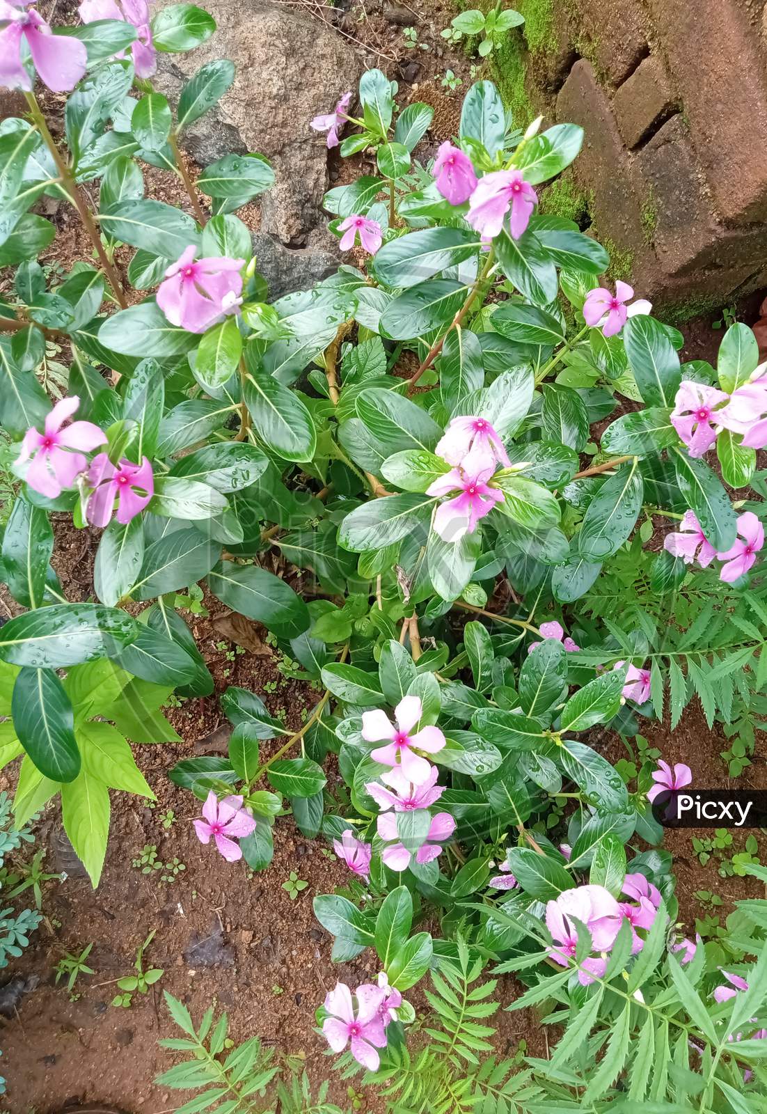light pink color flower
