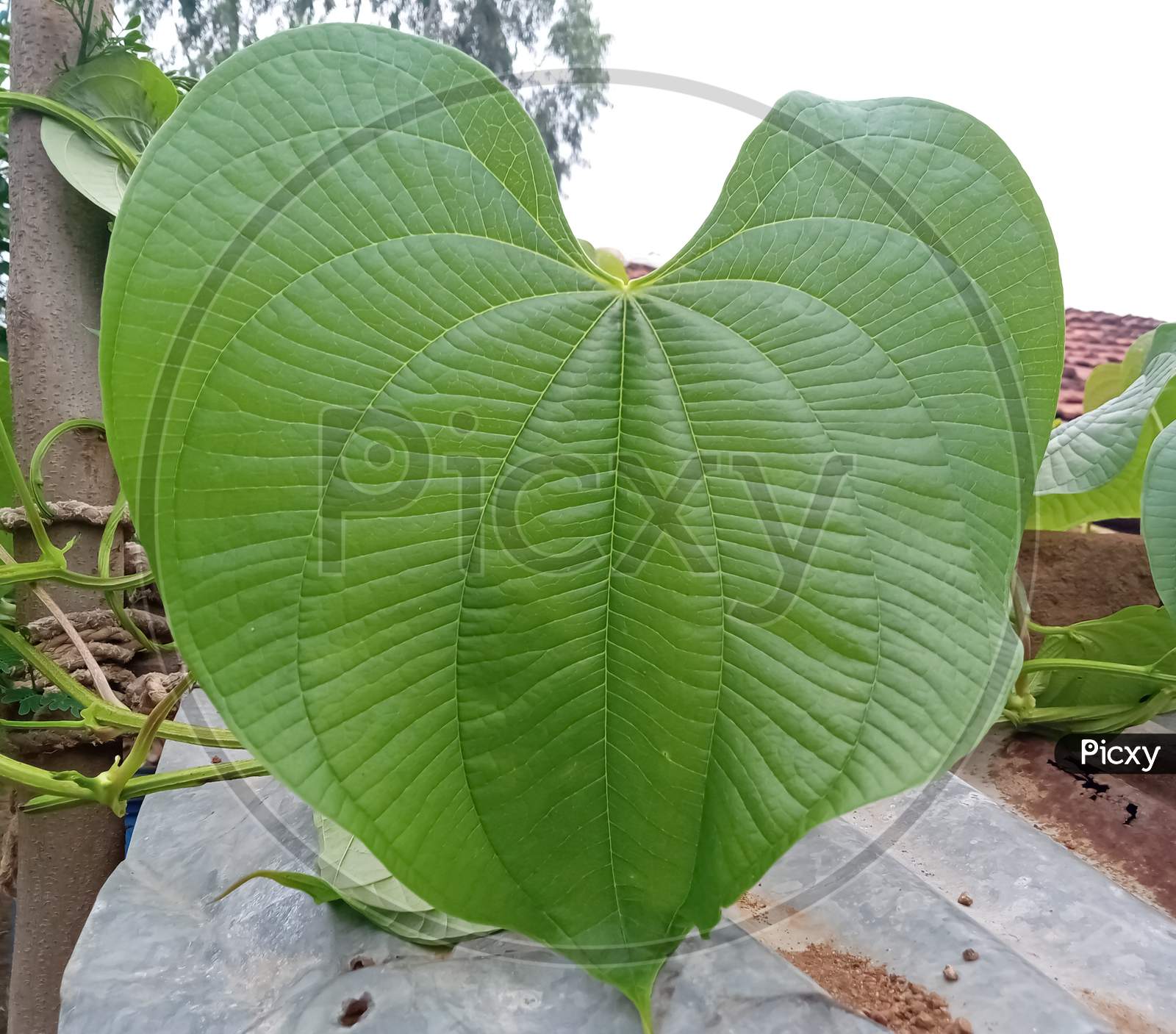 heart shape type leaf