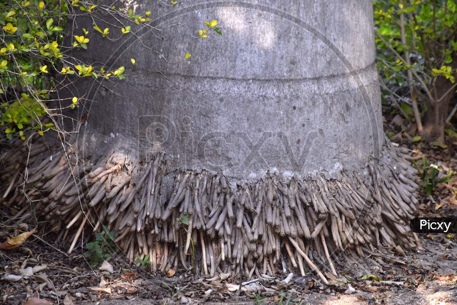 The Stem And Roots Of The Coconut Tree Are Like Thick Threads