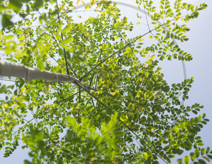 Below Angle View Of Soars High Moringa Tree